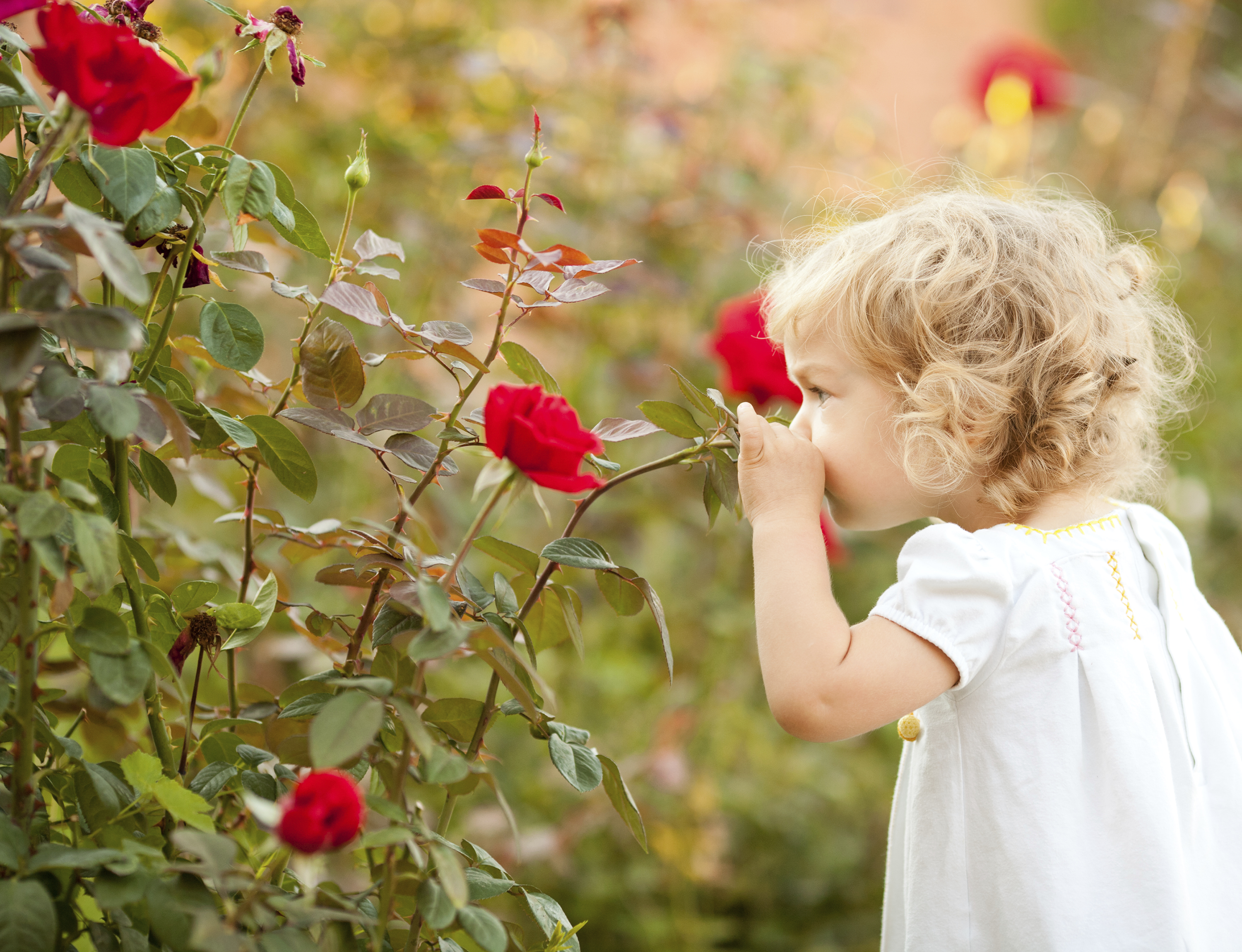 Чувствую запах цветов. Маленькая девочка с розами. Девочка нюхает цветок. Девочка с розами в саду. Люди цветы дети.